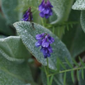 ���������� ��������