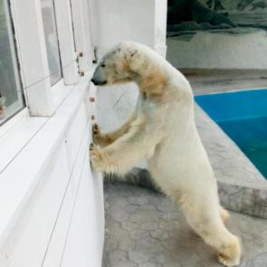 ����: ������� �������