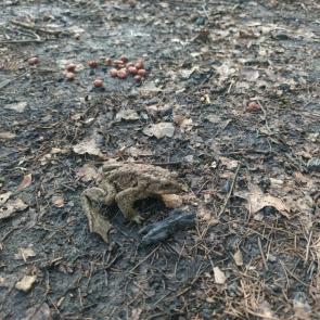 ����: ������ �������