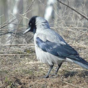 ����: �������.