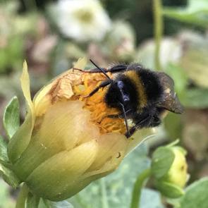 ���������� ��������