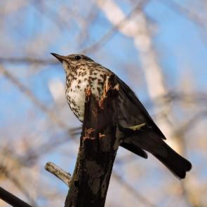 ����: ������ �����