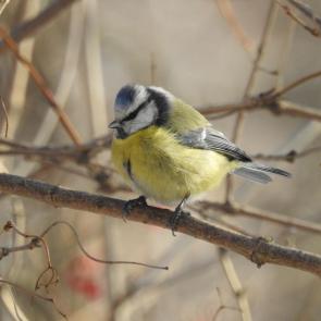 ����: ���������