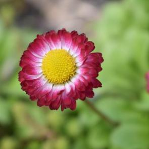 ����: ��������-������ 