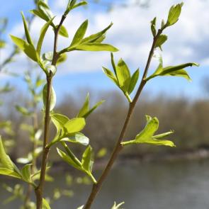 ����: ������ 