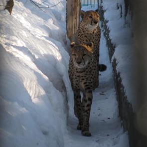 ����: ������� �� �������� ��������.