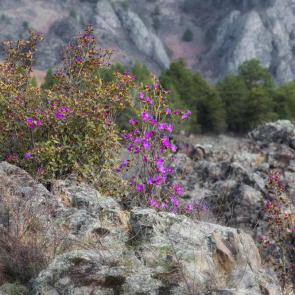 ����: ����������� �����