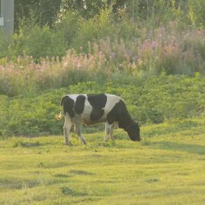 ��� ������������ ��������