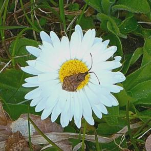 ���������� ��������