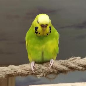 ����: 