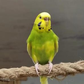����: 
