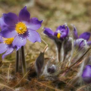 ���� ��������: ���������� �����. 