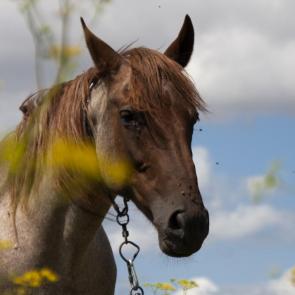 ��� ������������ ��������