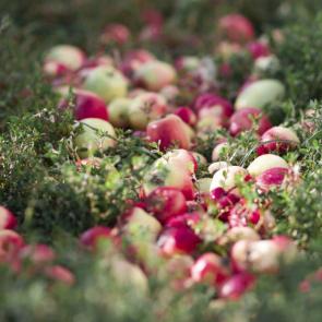 ������ �� ����������