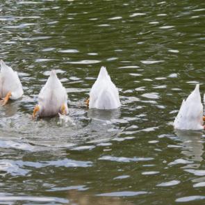 ����: ���������� ��������