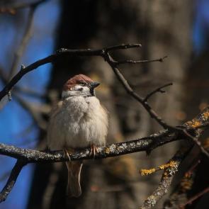 ����: ��������� �� ��������. 