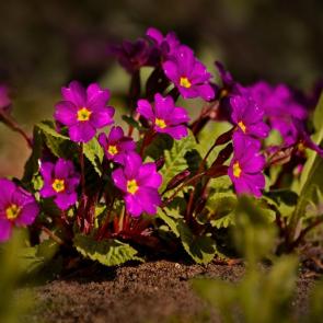 ����: �������. 