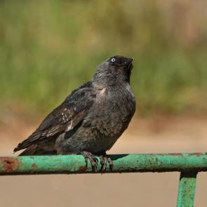 ����: ������ �� ��������. 