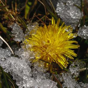 ����: ������