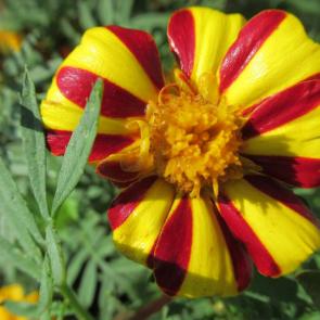 ���� ��������: ��������� 