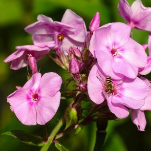 ����: �����