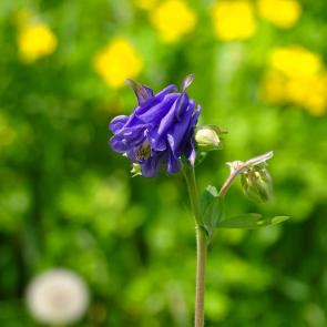 ����: ���������