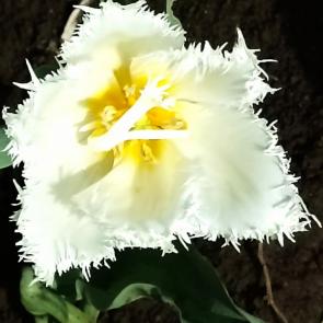 ����: ����������