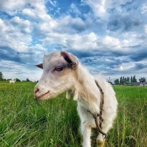 ��� ������������ ��������