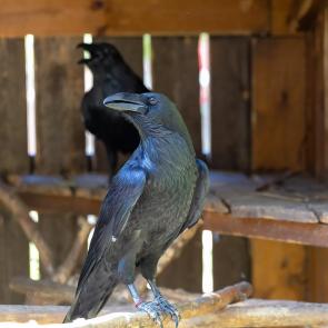 ����� � ������