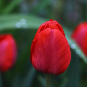 ����: ������� 