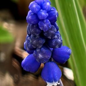 ����: �����