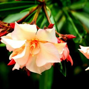 ����: �������