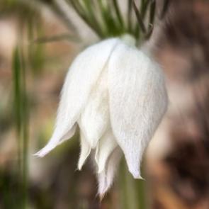 ����: ��������.