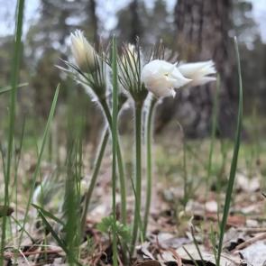 ����: ���������.