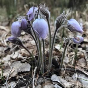 ����: ��� ������� ������...