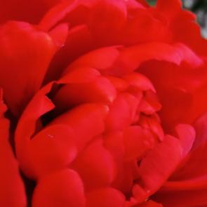 ����: ������������ �������