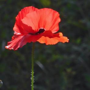 ����: ������� ���...