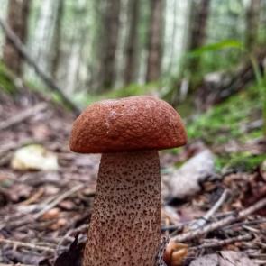 ����: ��������