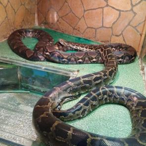 ����: ������