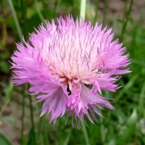 ����: ����������� �������