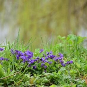 ����: ������ �� ������.