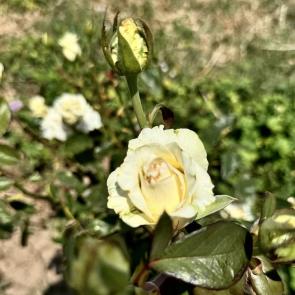 ����: ���� ��������� 