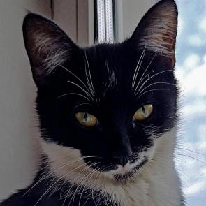 ����: ������������ ��������