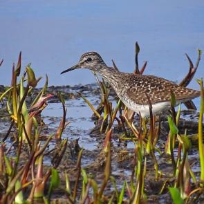 ����: ����� ����