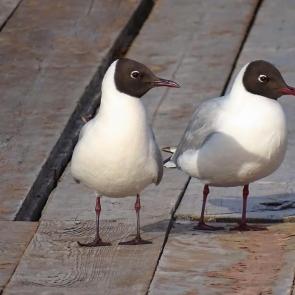 ����: ����� ������