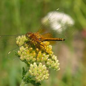 ����: ��������