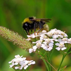 ����: �����