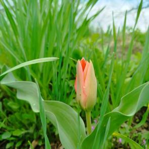 ����: �������� �� �����