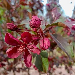 ����: ������ ������������ ������