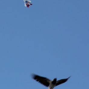 ����: ����������� ����